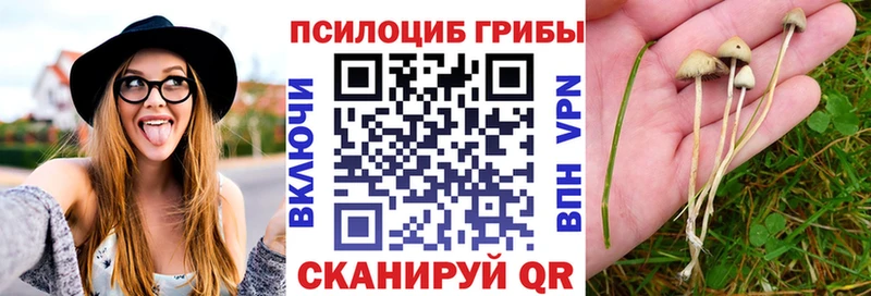 где купить наркоту  Белозерск  Псилоцибиновые грибы GOLDEN TEACHER 